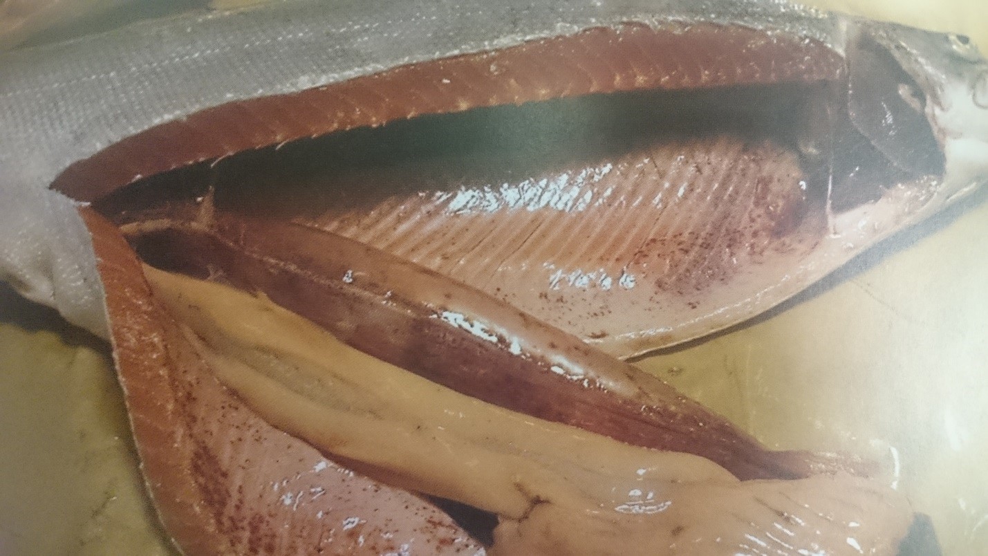 Инфекционная анемия лососевых рыб